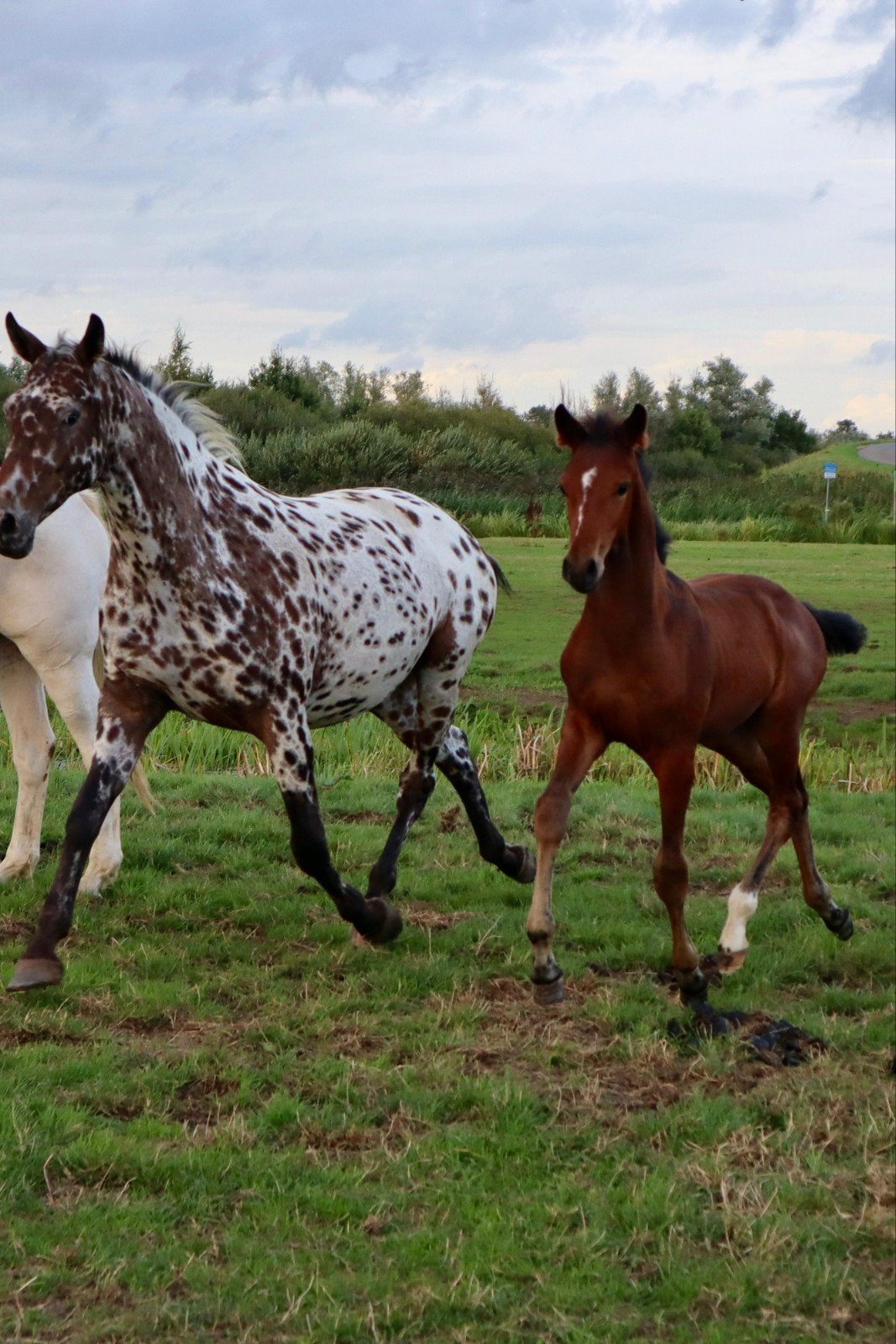 **Prachtig luxe merrieveulen Indiana te koop**, Dieren en Toebehoren, Merrie, Dressuurpaard, Met stamboom, 0 tot 2 jaar