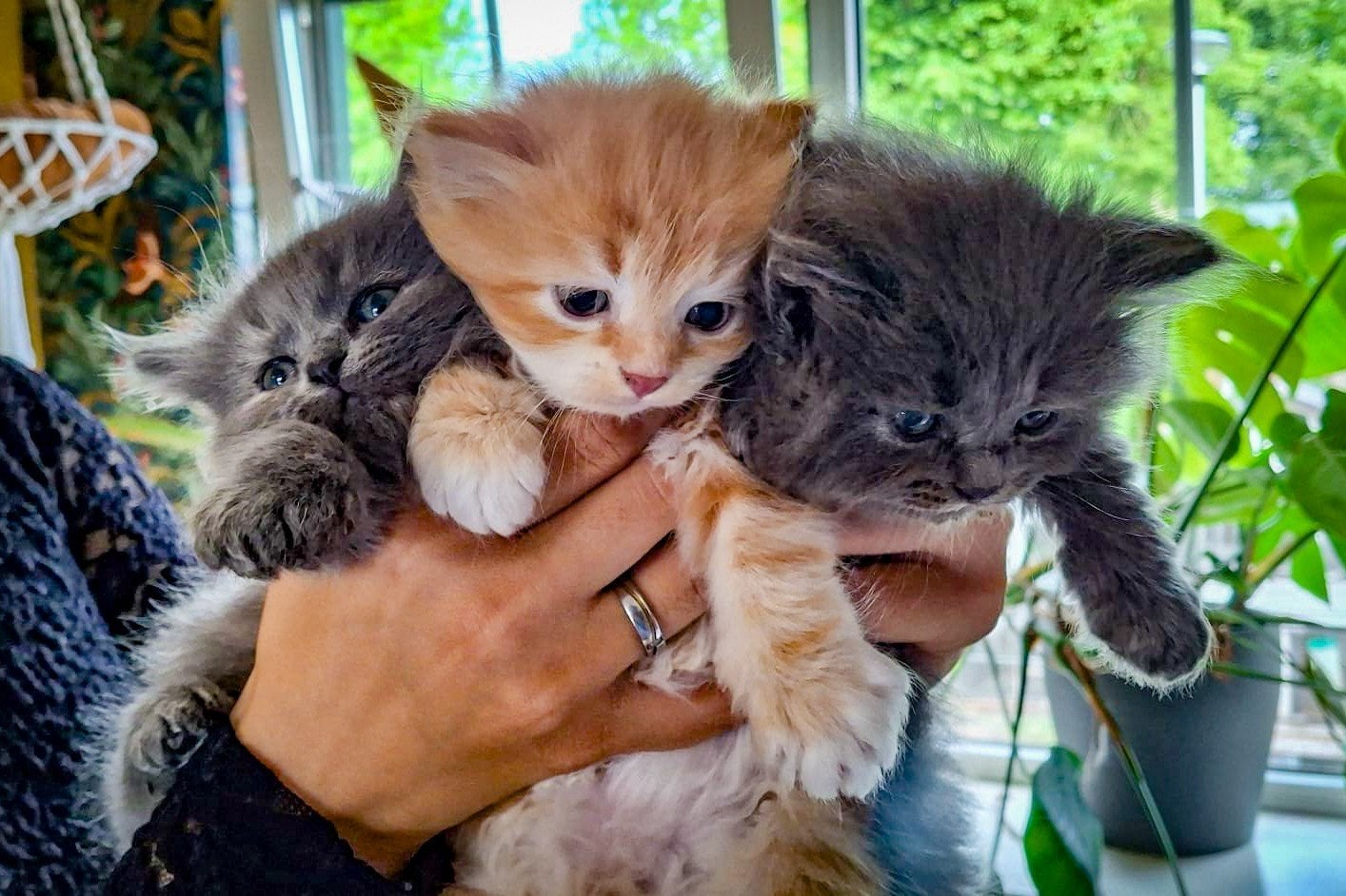 Siberische kittens met stamboom (nog 1 beschikbaar), Poes, Met stamboom, 0 tot 2 jaar