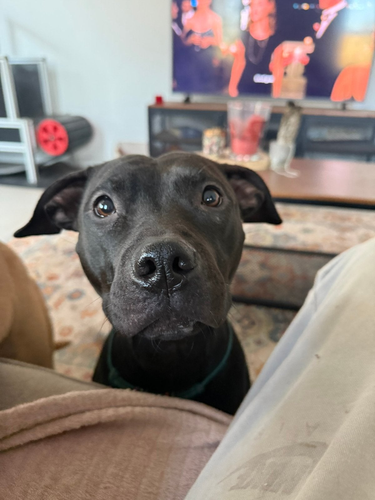 Mooie teef, Dieren en Toebehoren, 1 tot 2 jaar, Teef, Parvo, Eén hond