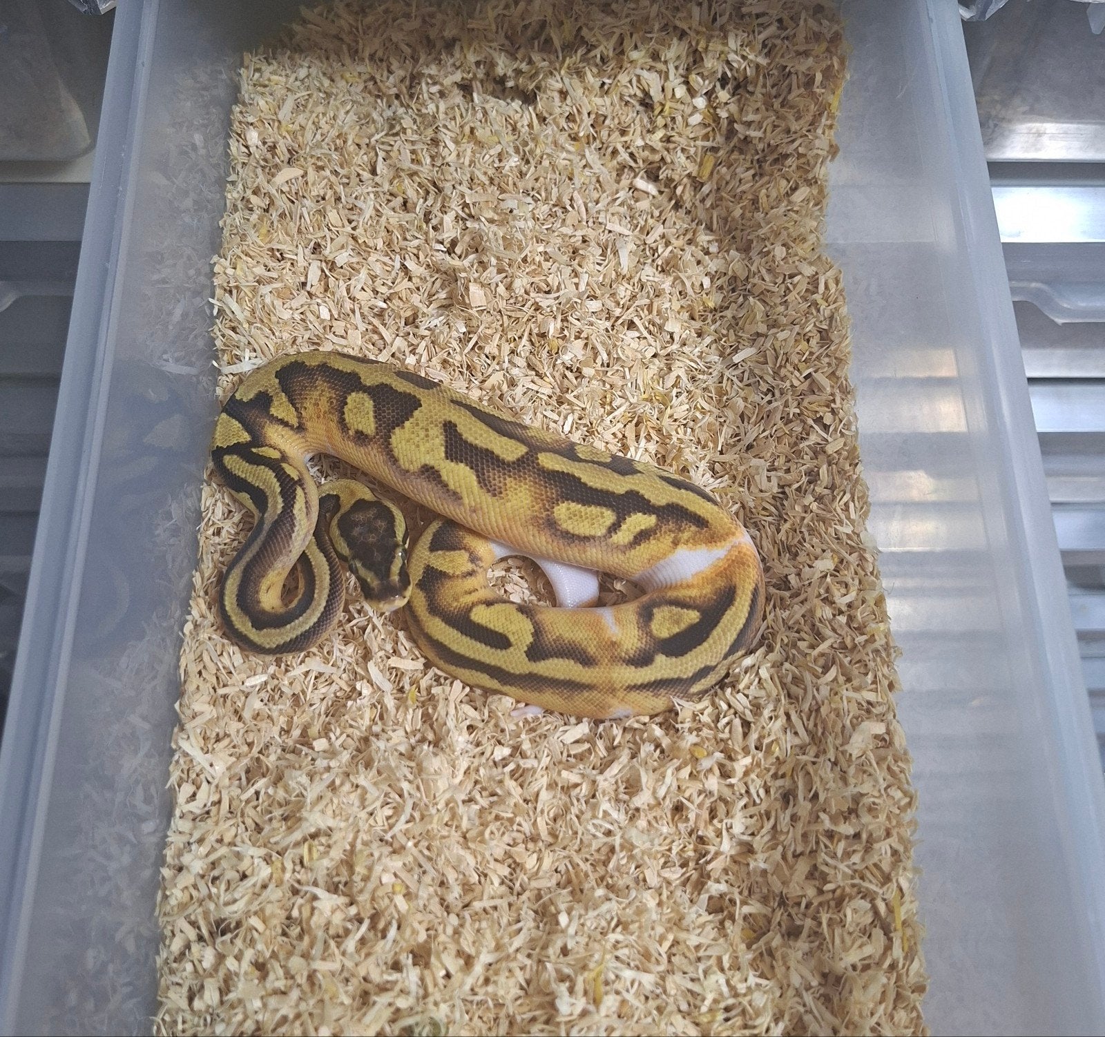 Python regius volwassen en nakweek Ball Python photo 3