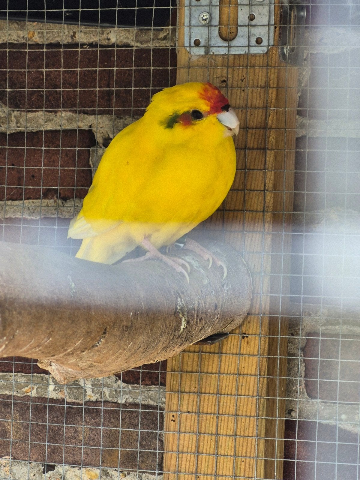 Kakariki man 2 jaar ruilen voor pop, Dieren en Toebehoren, Mannelijk, Parkiet