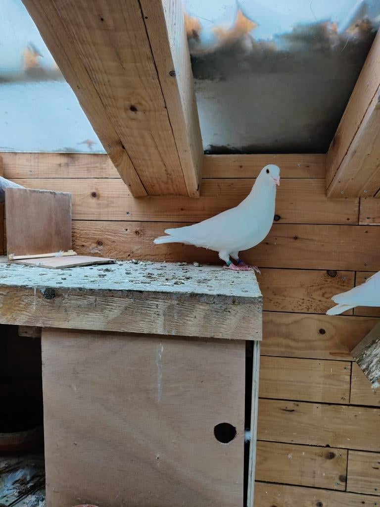 witte postduif doffer, Dieren en Toebehoren, Mannelijk, Postduif
