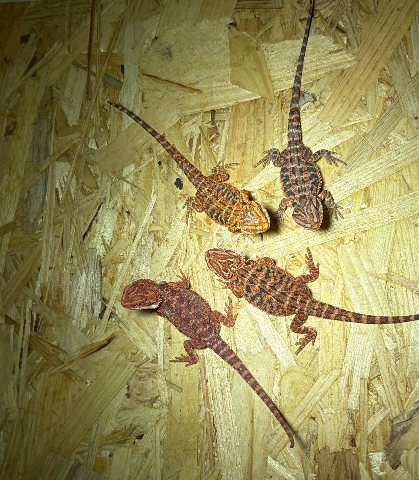 Baardagamen, Dieren en Toebehoren