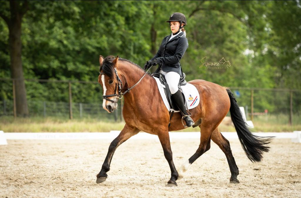 Mooie sport D pony te koop, Dieren en Toebehoren, Pony's, Gechipt, Z, Ruin, Dressuurpony