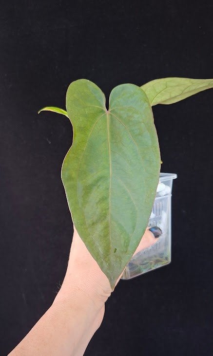 Anthurium NSE Dressleri x Red Spider, Huis en Inrichting, Kamerplanten, Groene kamerplant, Ophalen of Verzenden, Halfschaduw, Minder dan 100 cm
