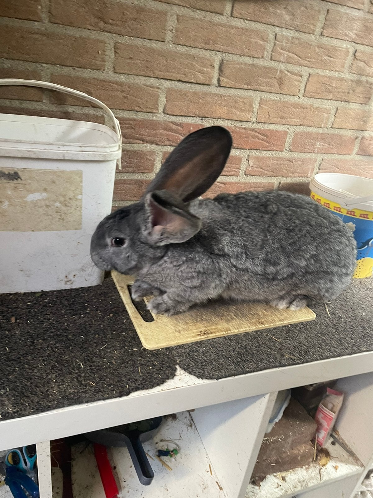 Mooie vlaamse reus Chincilla ram, Mannelijk, Groot