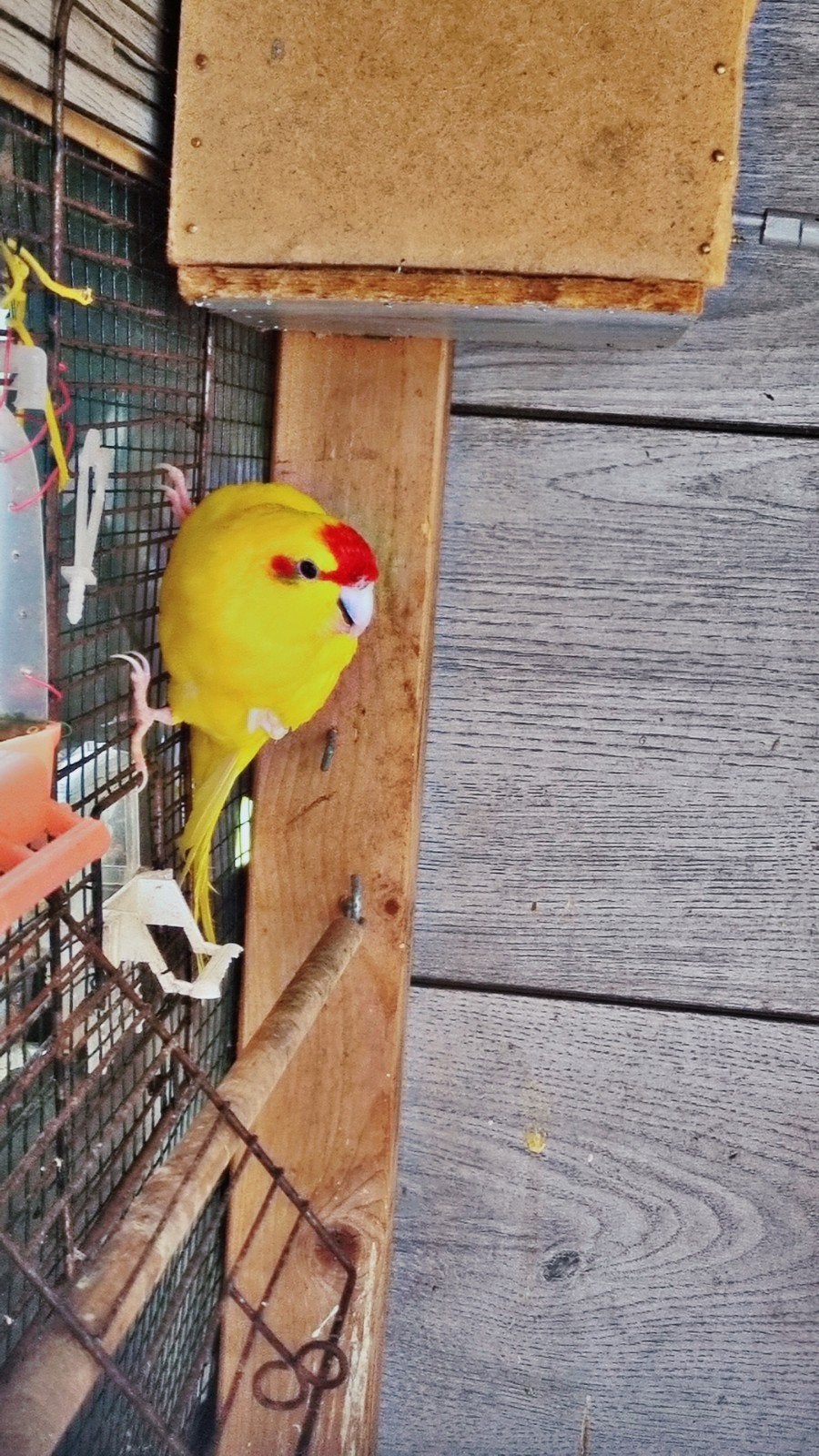 Een prachtig paar vogels🐦, Dieren en Toebehoren, Meerdere dieren