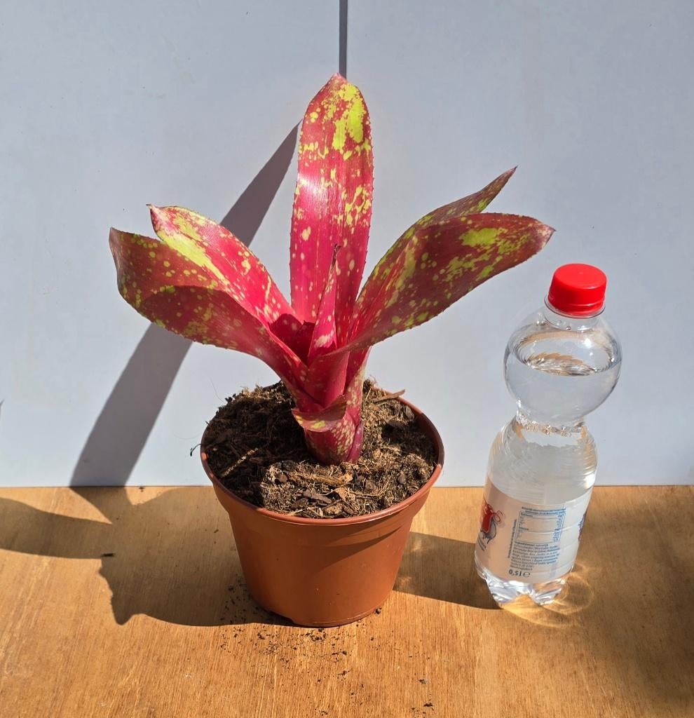 Bromelia neoregelia diverse terrarium,  paludarium, Ophalen of Verzenden, Overige soorten, Halfschaduw, Minder dan 100 cm