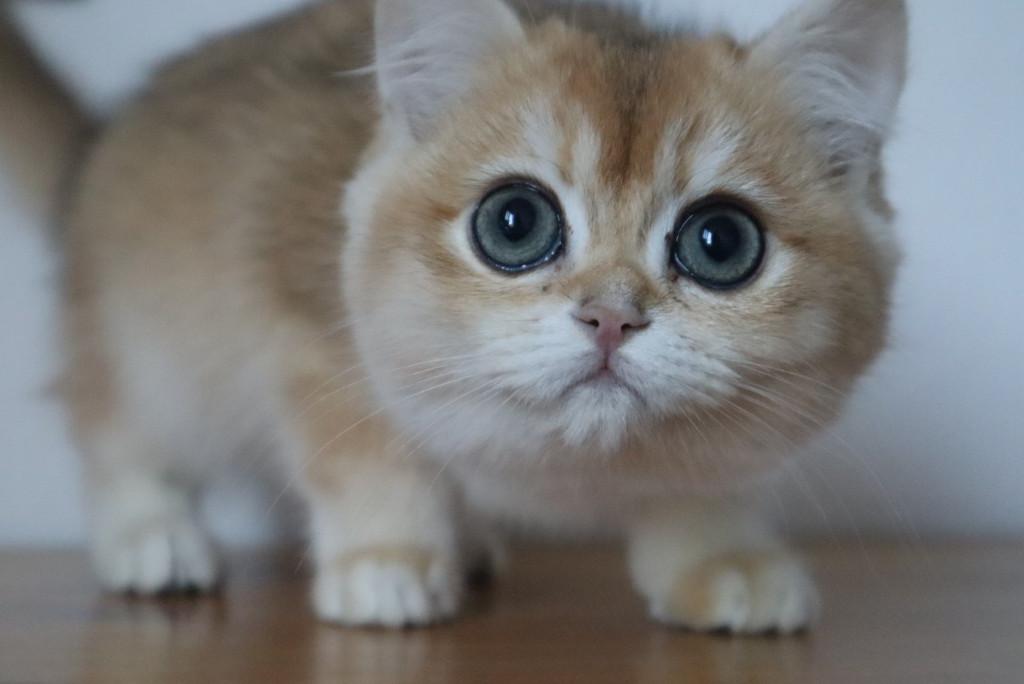 Golden Shaded kittens, Dieren en Toebehoren, Katten en Kittens | Raskatten | Korthaar, Meerdere dieren, Ontwormd, 0 tot 2 jaar