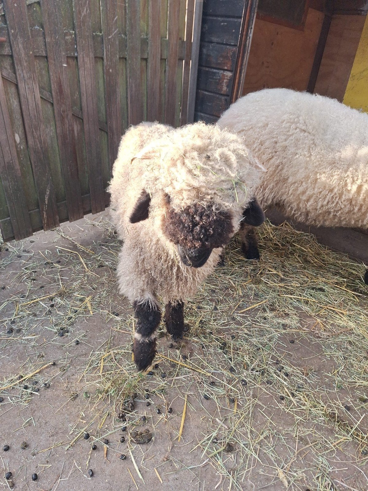 walliser swartsnase Ram, Dieren en Toebehoren, Schapen, Geiten en Varkens, Mannelijk, Schaap, 0 tot 2 jaar