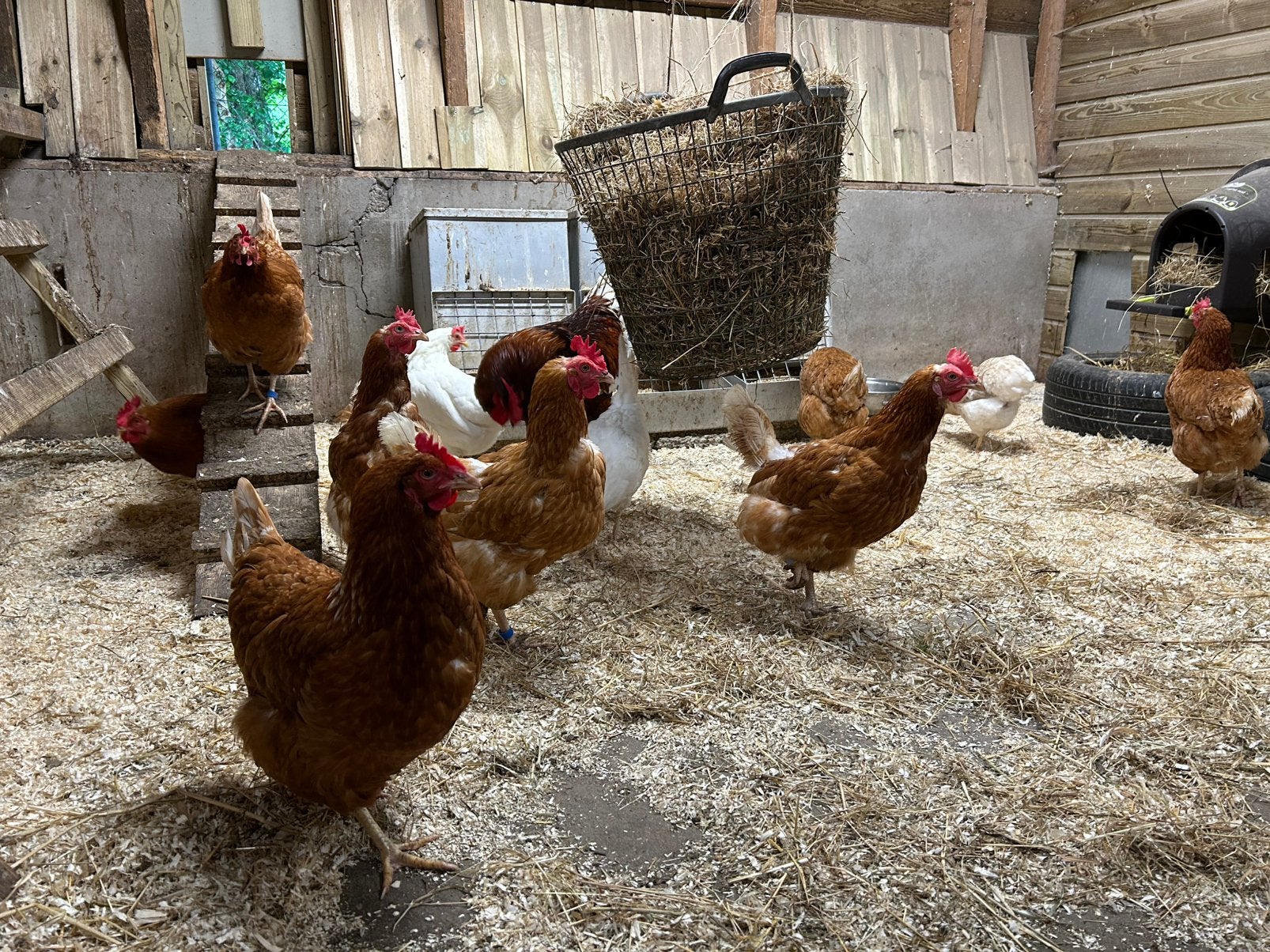 Leghennen, Dieren en Toebehoren, Pluimvee, Vrouwelijk, Kip