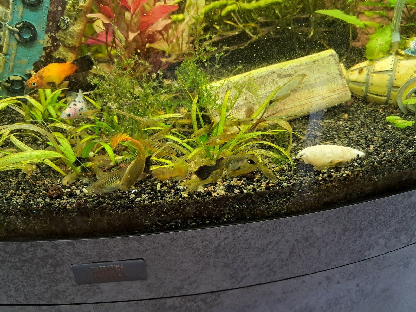 guppies, Dieren en Toebehoren, Vis, Zoetwatervis