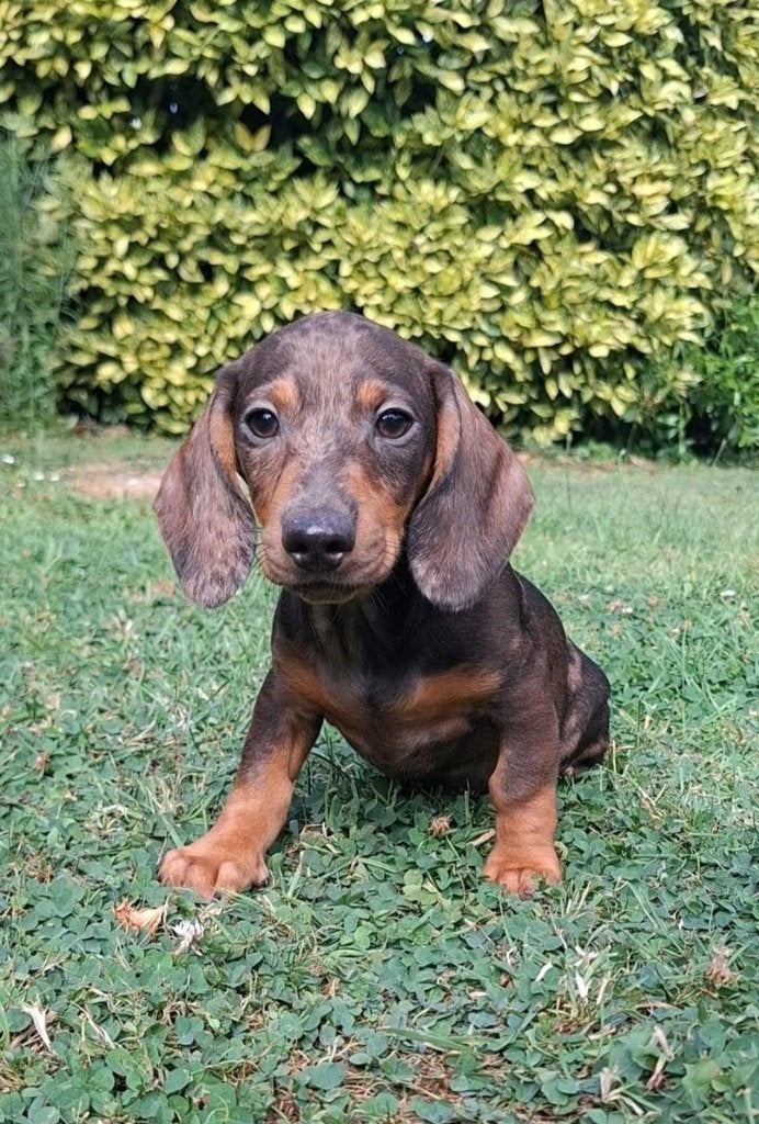 Teckel pup reu, Parvo, Reu, 8 tot 15 weken, Korthaar