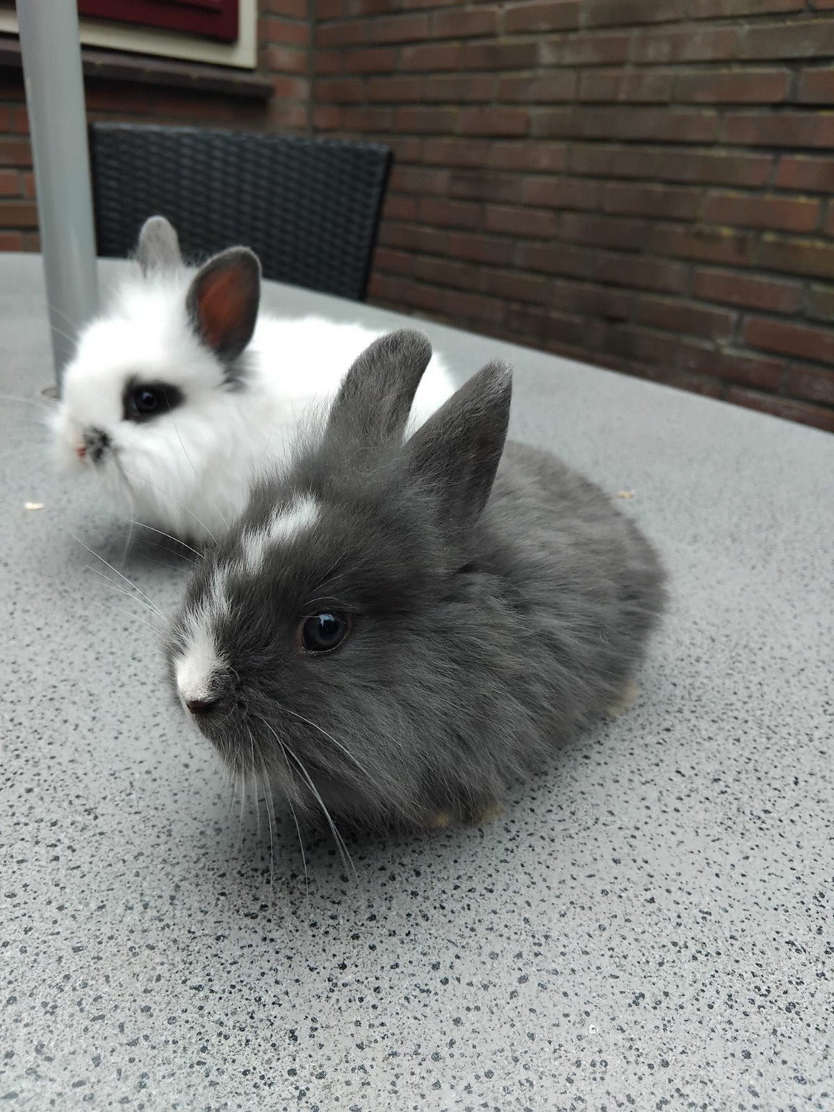 te koop teddy dwerg rammen van 8 week oud, Dieren en Toebehoren, Konijnen, Mannelijk, Dwerg