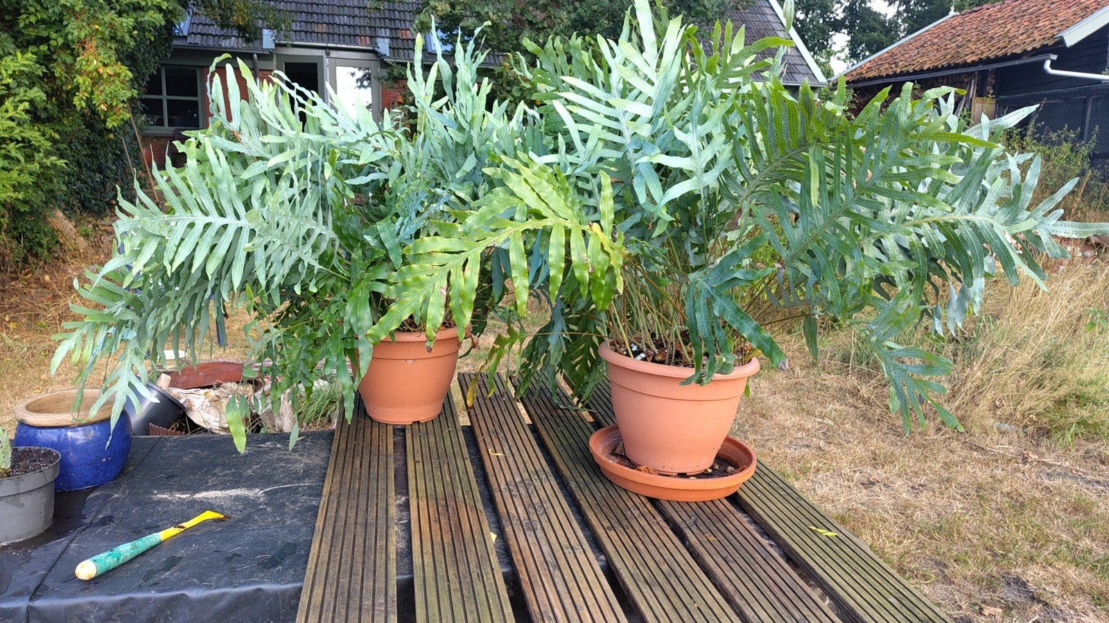 Twee grote eikvarens in pot, Ophalen, In pot, Halfschaduw, 100 tot 150 cm