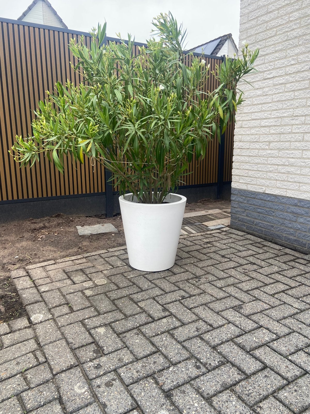 Oleander plant  inclusief bloempot, Ophalen, Rond, Kunststof, Tuin