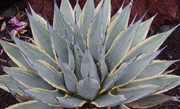 Agave Neomexicana "Sunspot", Ophalen of Verzenden, Bloeit niet, Overige soorten, Volle zon