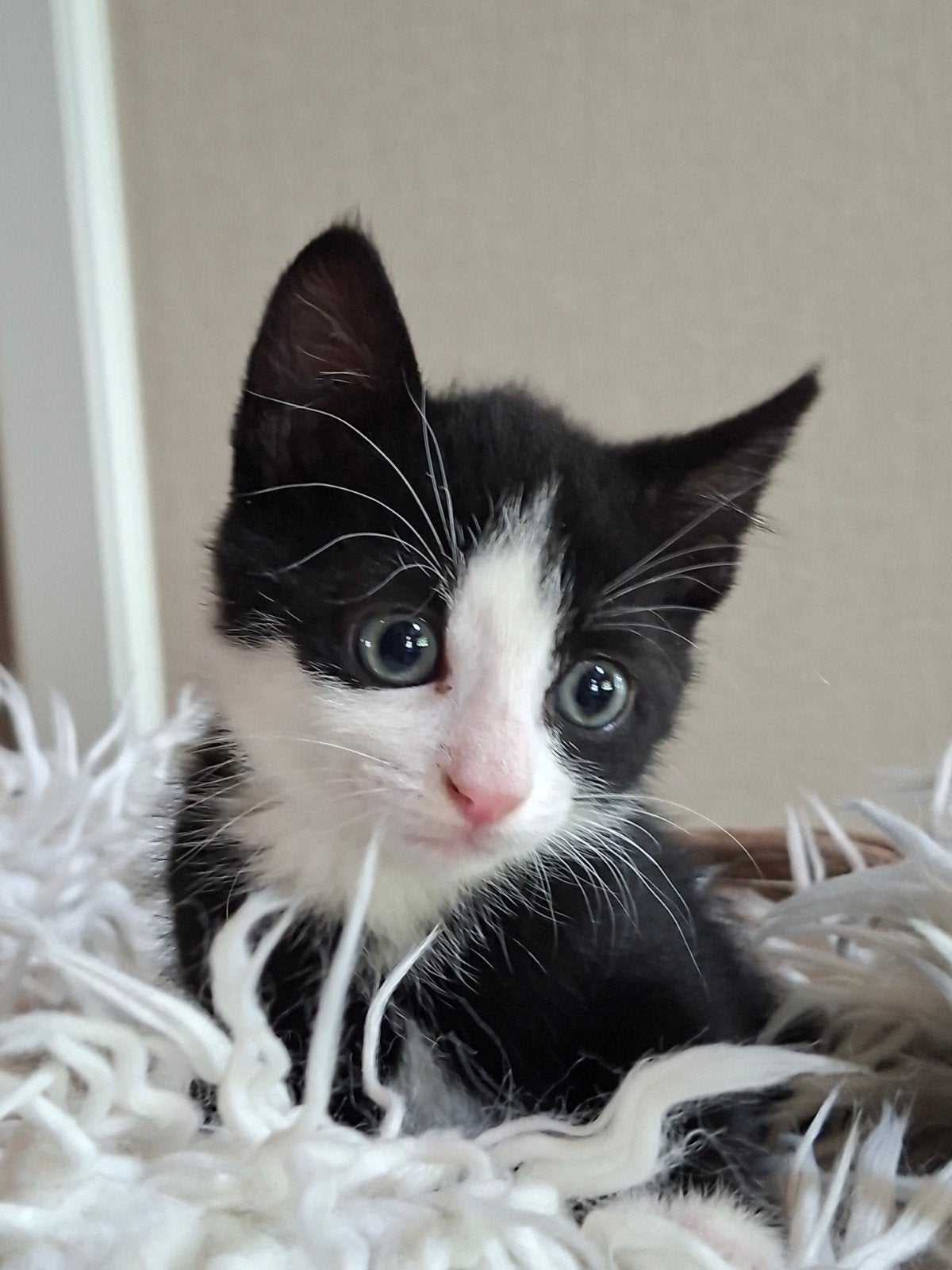 Nog 1 Prachtig zindelijk katertje opgegroeid in huis!, Dieren en Toebehoren, Meerdere dieren, Kortharig, 0 tot 2 jaar