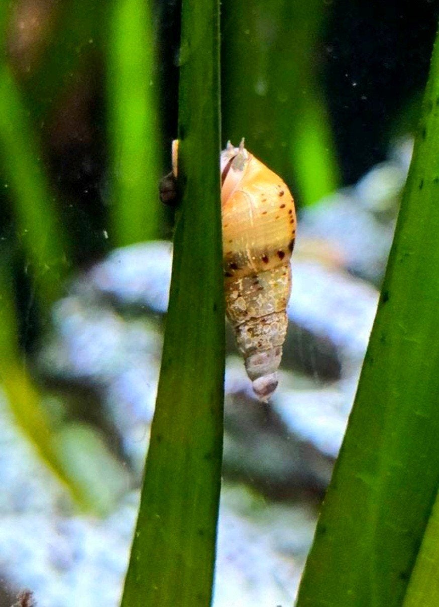 Maleisische torenslak., Dieren en Toebehoren, Vissen | Aquariumvissen, Slak of Weekdier