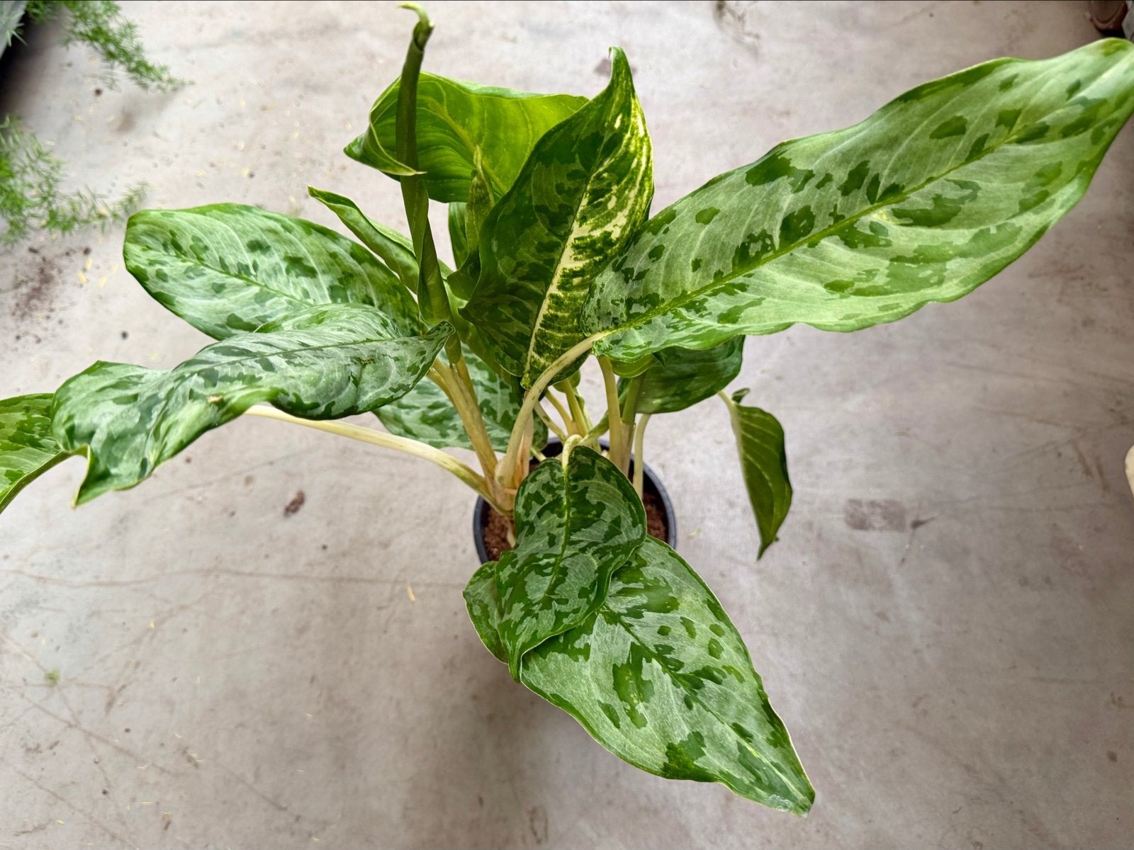 Aglaonema 'Peacock' P17, Ophalen of Verzenden