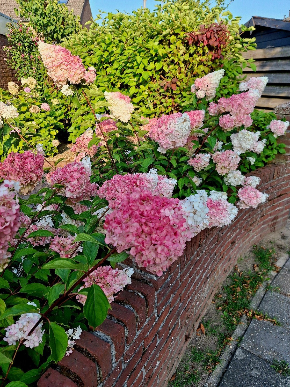 Hortensia Hydrangea paniculata 'Pinky Winky' 🌿🌺, Ophalen, Hortensia, Minder dan 100 cm