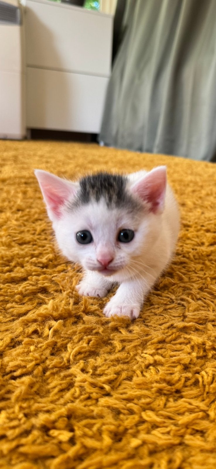 2 kittens (vrouwtjes), Poes