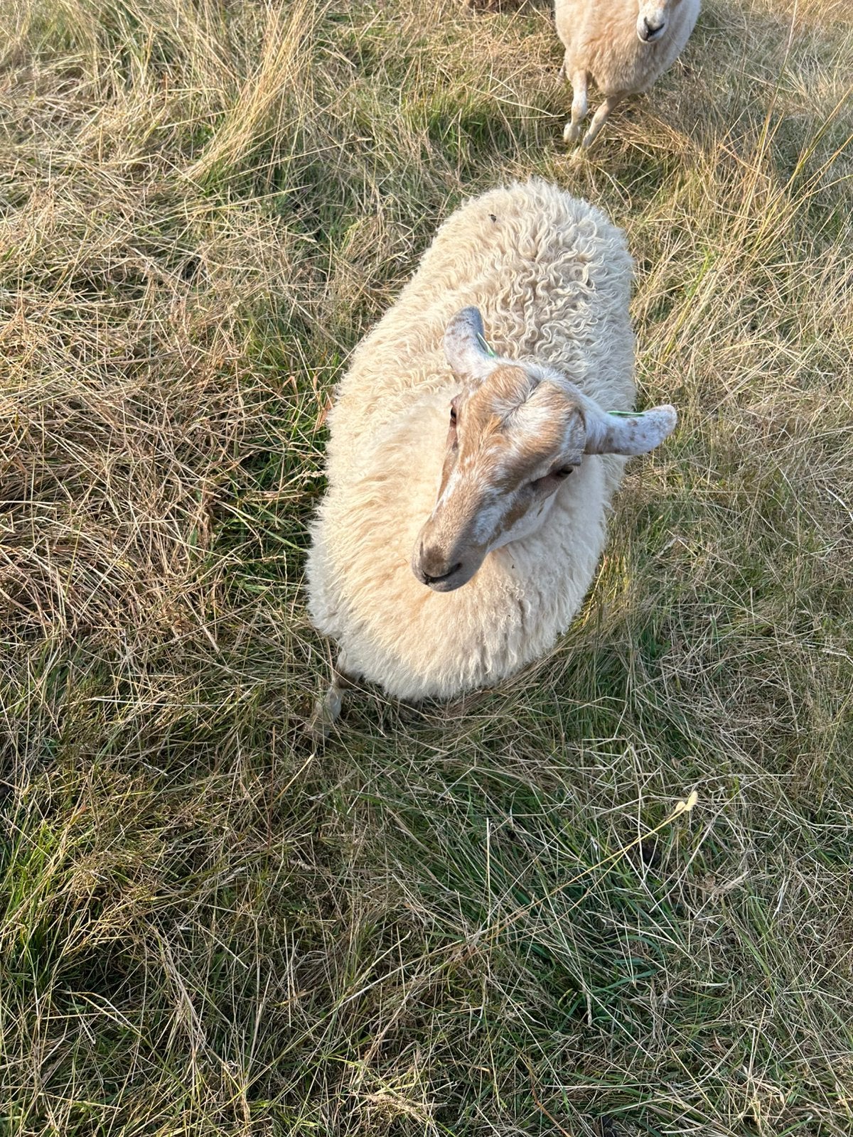 Stamboek mergelland ram, Mannelijk, Schaap