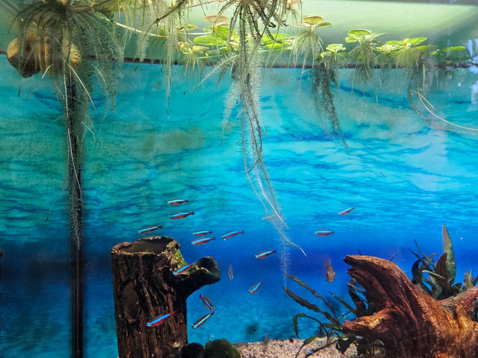 Mooi Aquarium van juwel, 2 jaar oud met bewoners, Ophalen, Inclusief toebehoren, Zo goed als nieuw, Gevuld zoetwateraquarium