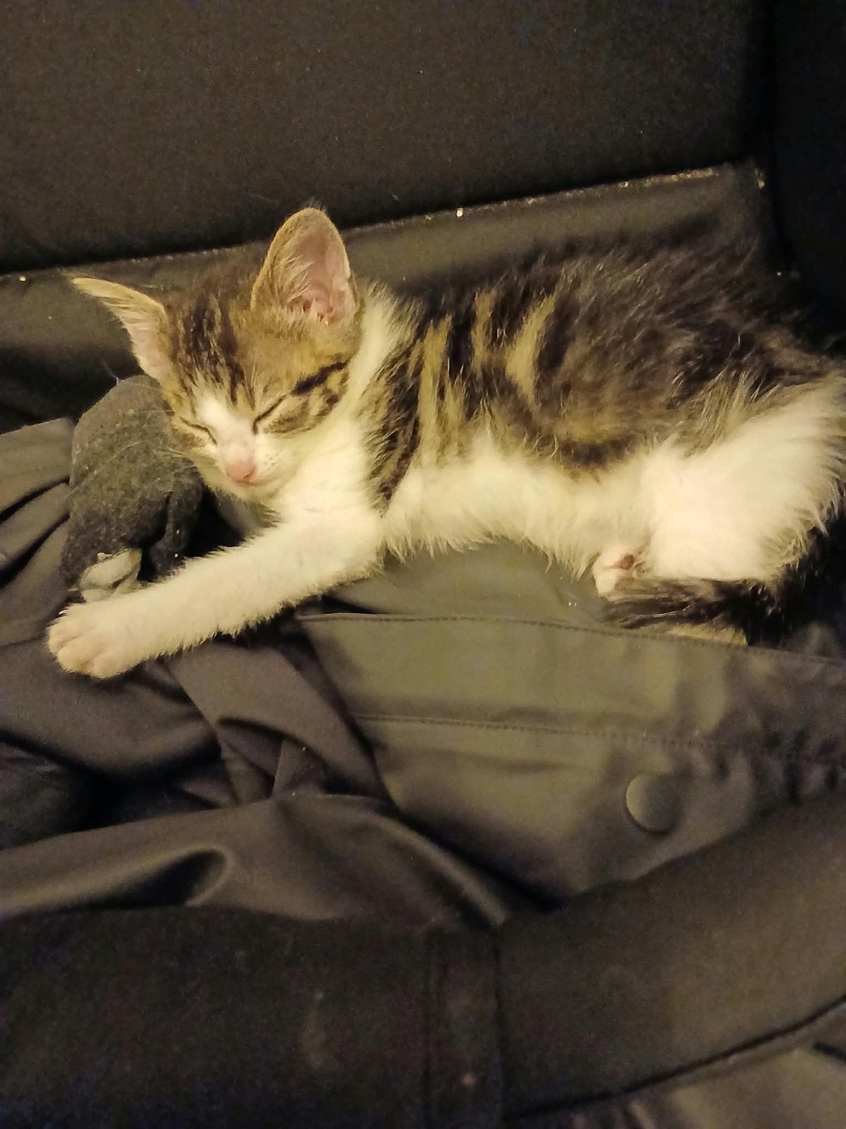 Kitten, Dieren en Toebehoren