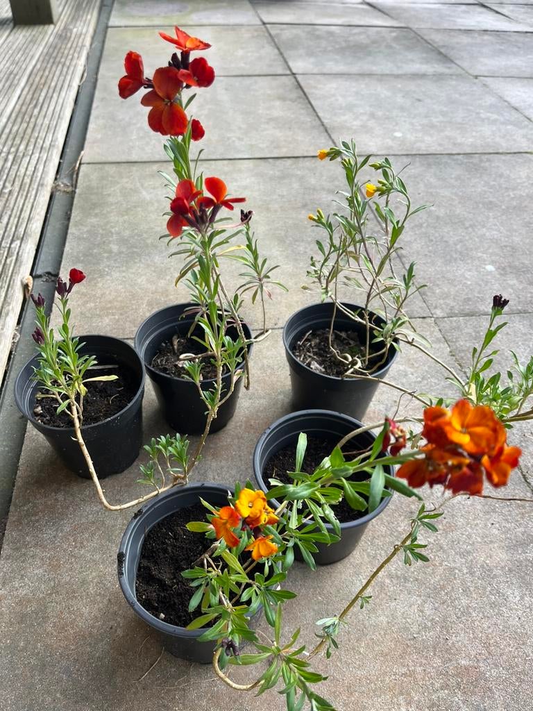 Muurbloem, Ophalen, Overige soorten, Halfschaduw