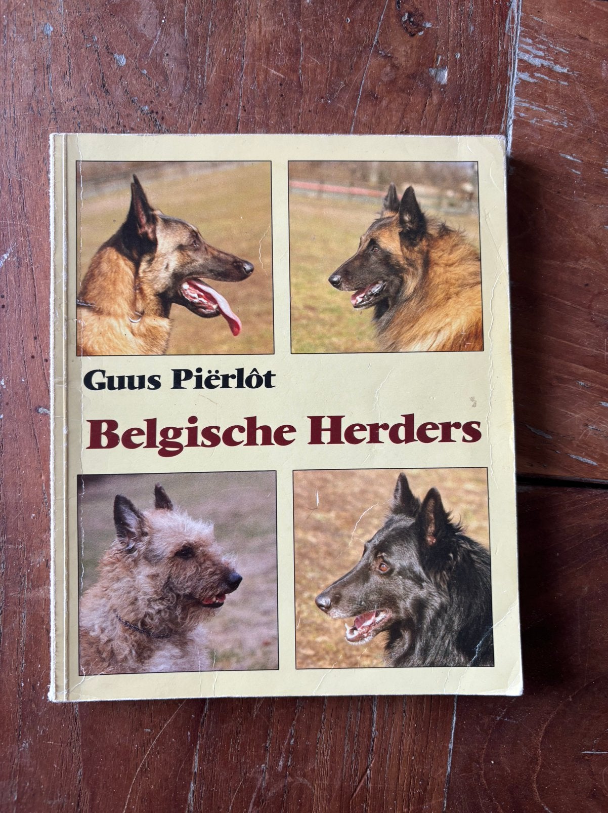 Pierlot - Belgische herders, Ophalen of Verzenden, Zo goed als nieuw, Paarden of Pony's, Pierlot
