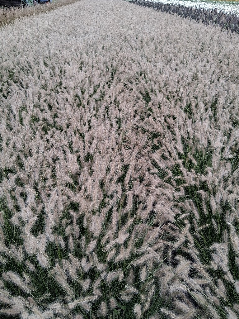 Siergrassen - Pennisetum Hameln, Ophalen, Vaste plant, Siergrassen, Halfschaduw