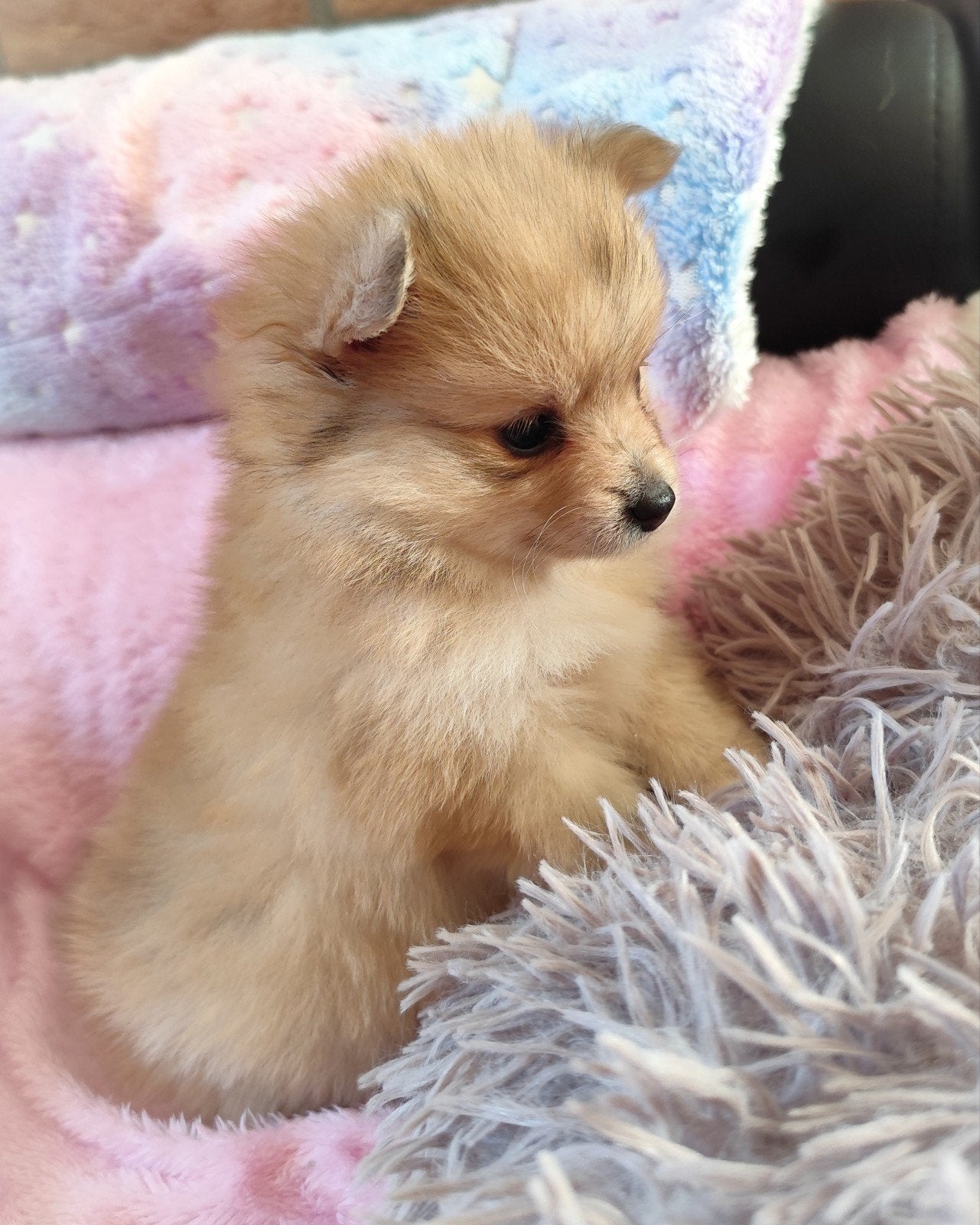 NOG TWEE mega schattige pomeranian puppys!, Dieren en Toebehoren, Keeshond, 8 tot 15 weken, Teef, Meerdere