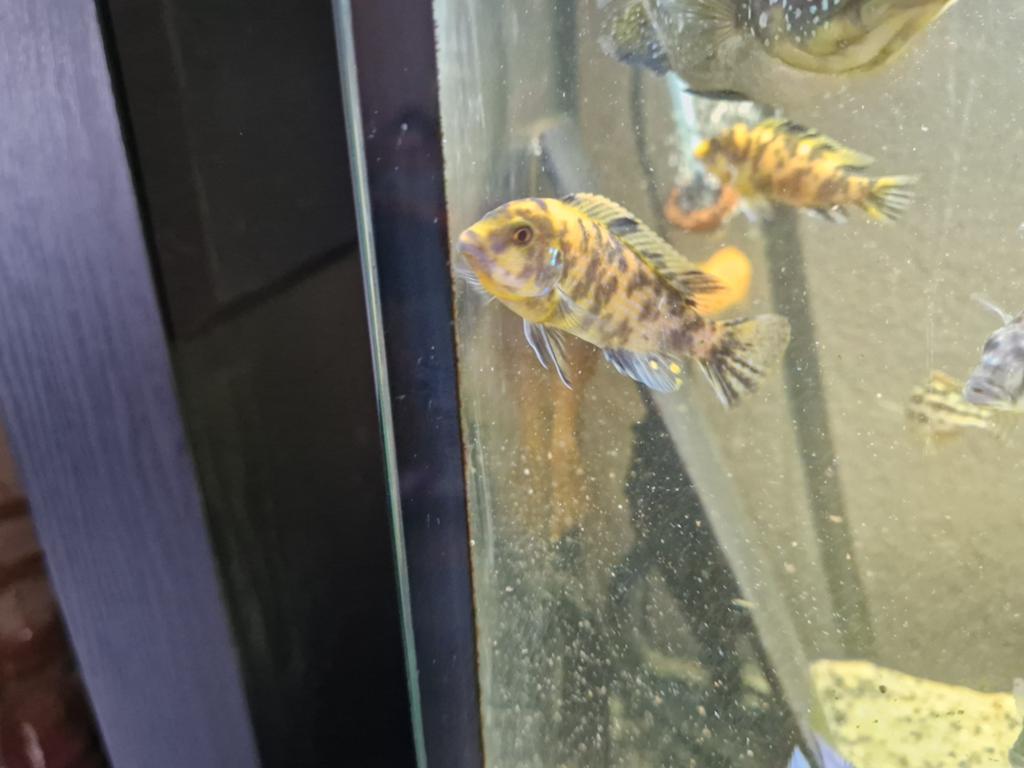 Metriaclima estherae ob, Dieren en Toebehoren, Vissen | Aquariumvissen, Vis, Zoetwatervis