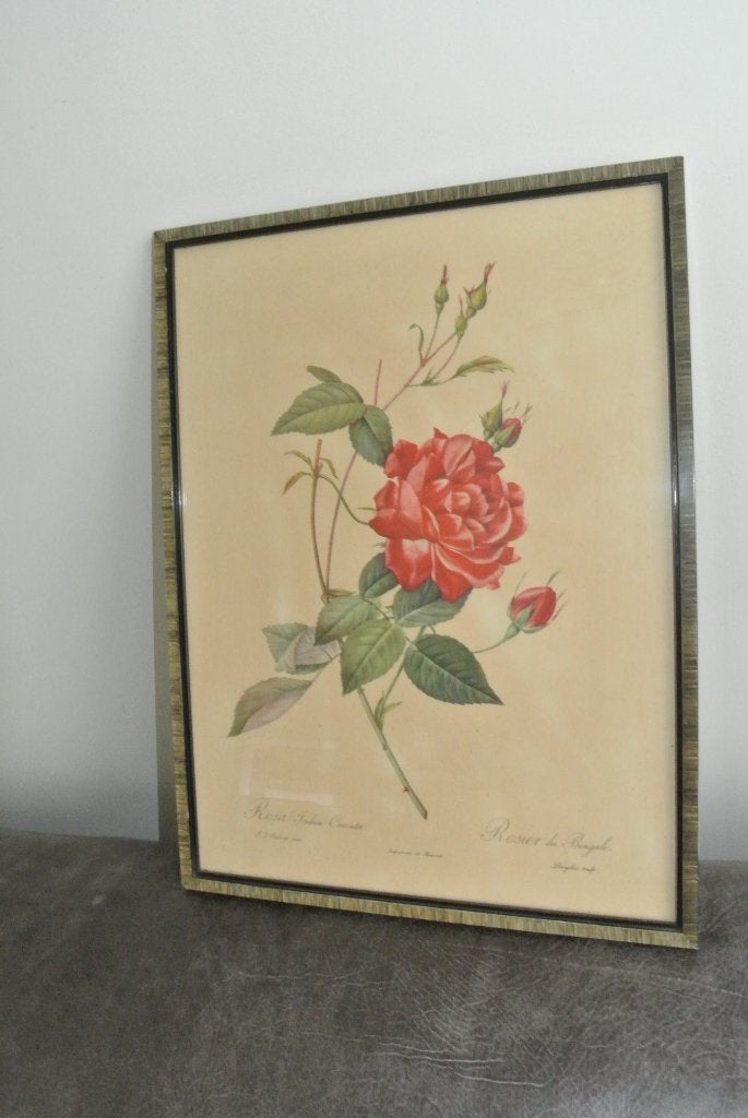 Redouté roos Vintage botanische prent 40x30cm, Ophalen of Verzenden, Voor 1940, Gebruikt, Overige onderwerpen