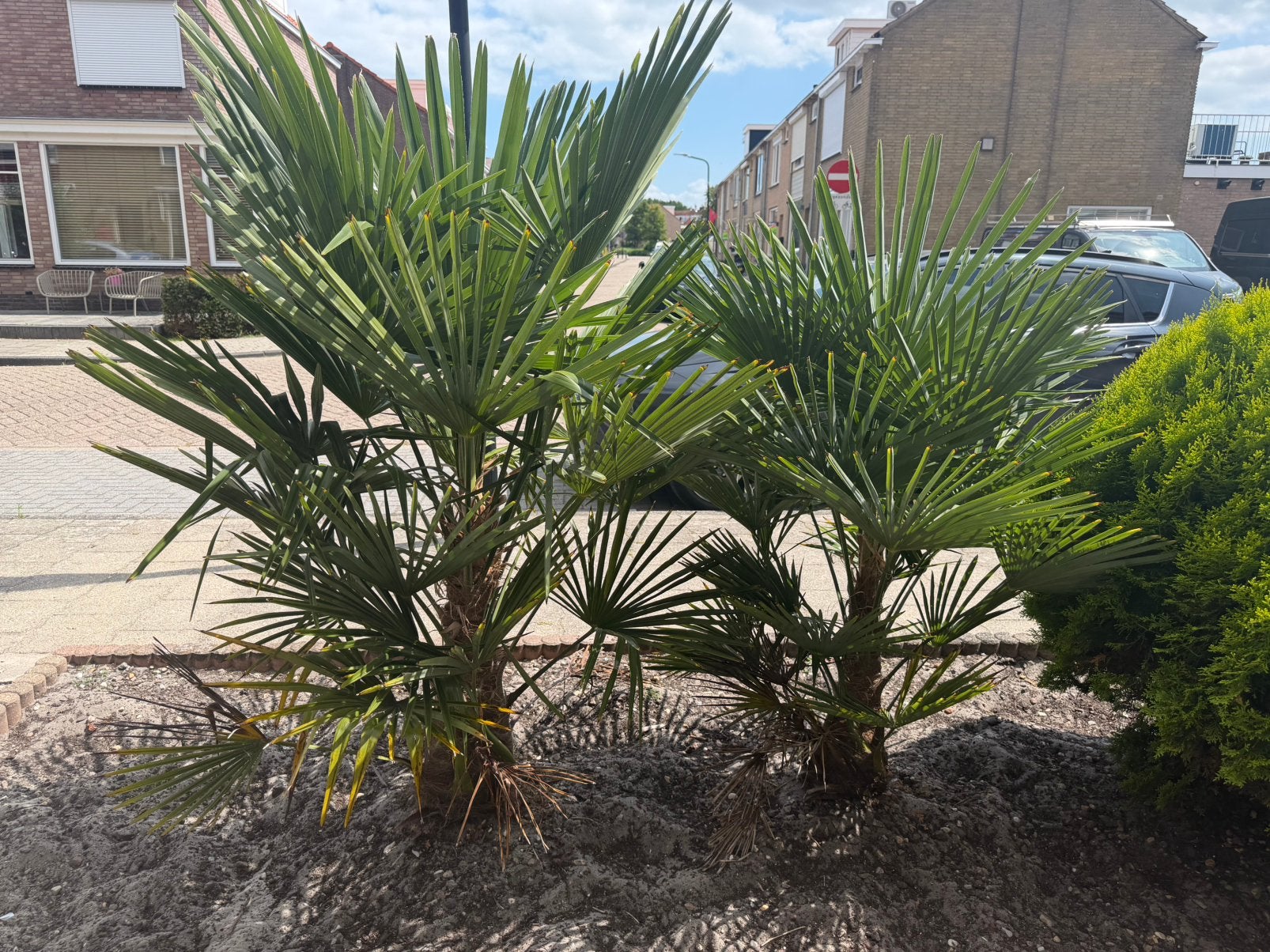 Palmbomen Trachycarpus fortunei, Ophalen of Verzenden, Gehele jaar, Volle zon