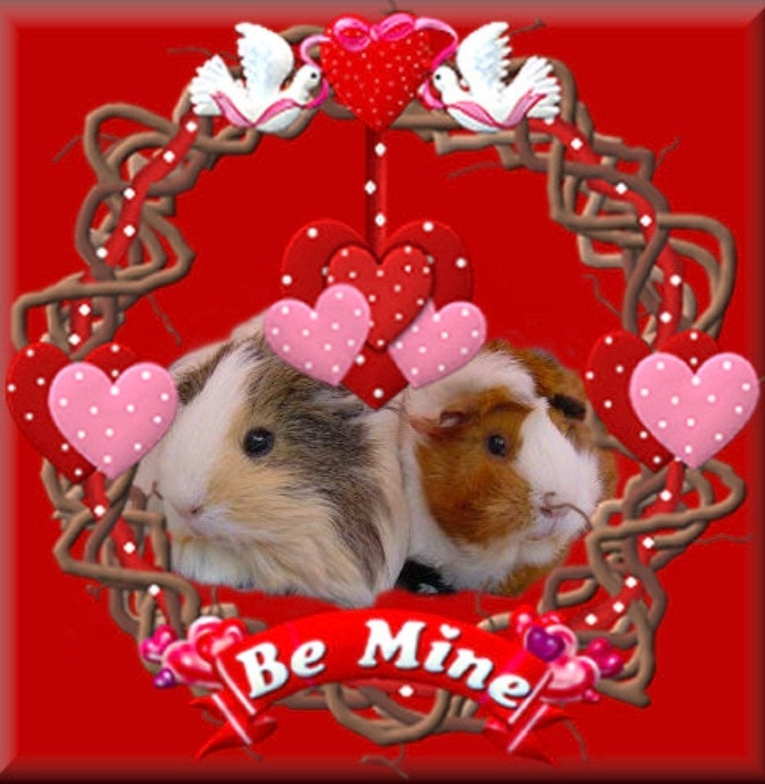 Mooie cavia zeugjes, April, Vrouwelijk, Cavia