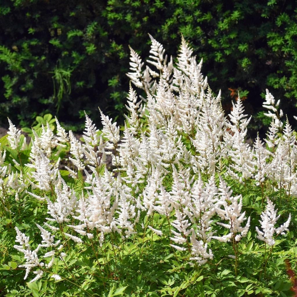 Stekjes van Astilbe - pluimspirea, Tuin en Terras, Planten | Tuinplanten, Ophalen, Zomer, Vaste plant, Halfschaduw
