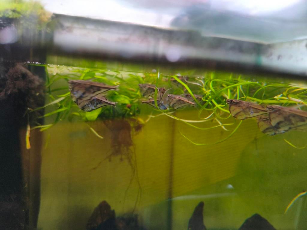 Bijlzalm, Dieren en Toebehoren, Vissen | Aquariumvissen, Vis, Zoetwatervis, Schoolvis