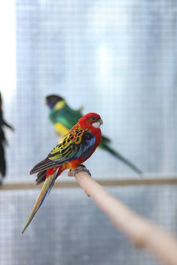 Rosella's | bijzondere vogels, Meerdere dieren, Parkiet