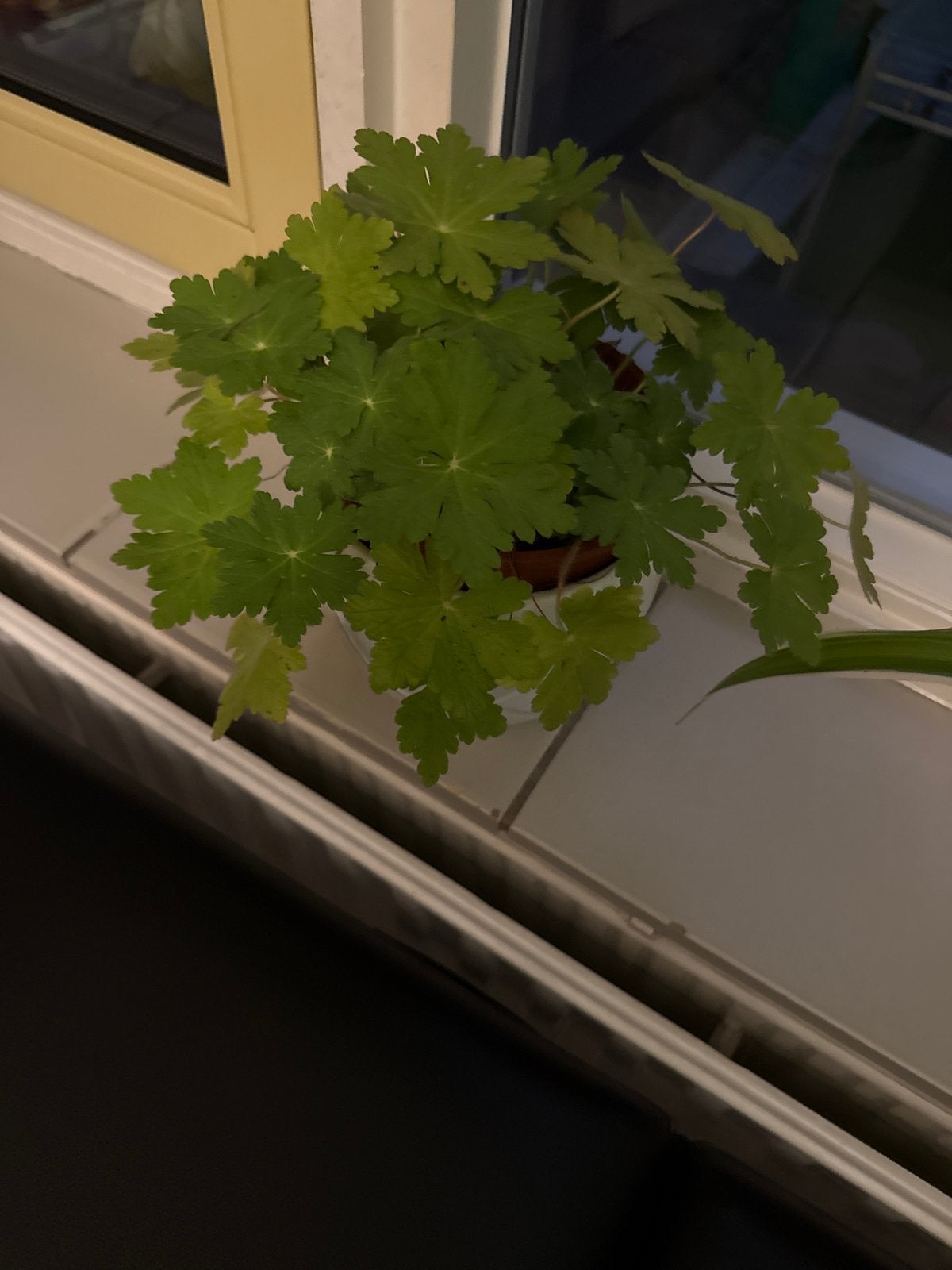 Groene bladplant in pot, Tuin en Terras, Overige soorten, Vaste plant, Ophalen of Verzenden, Bloeit niet