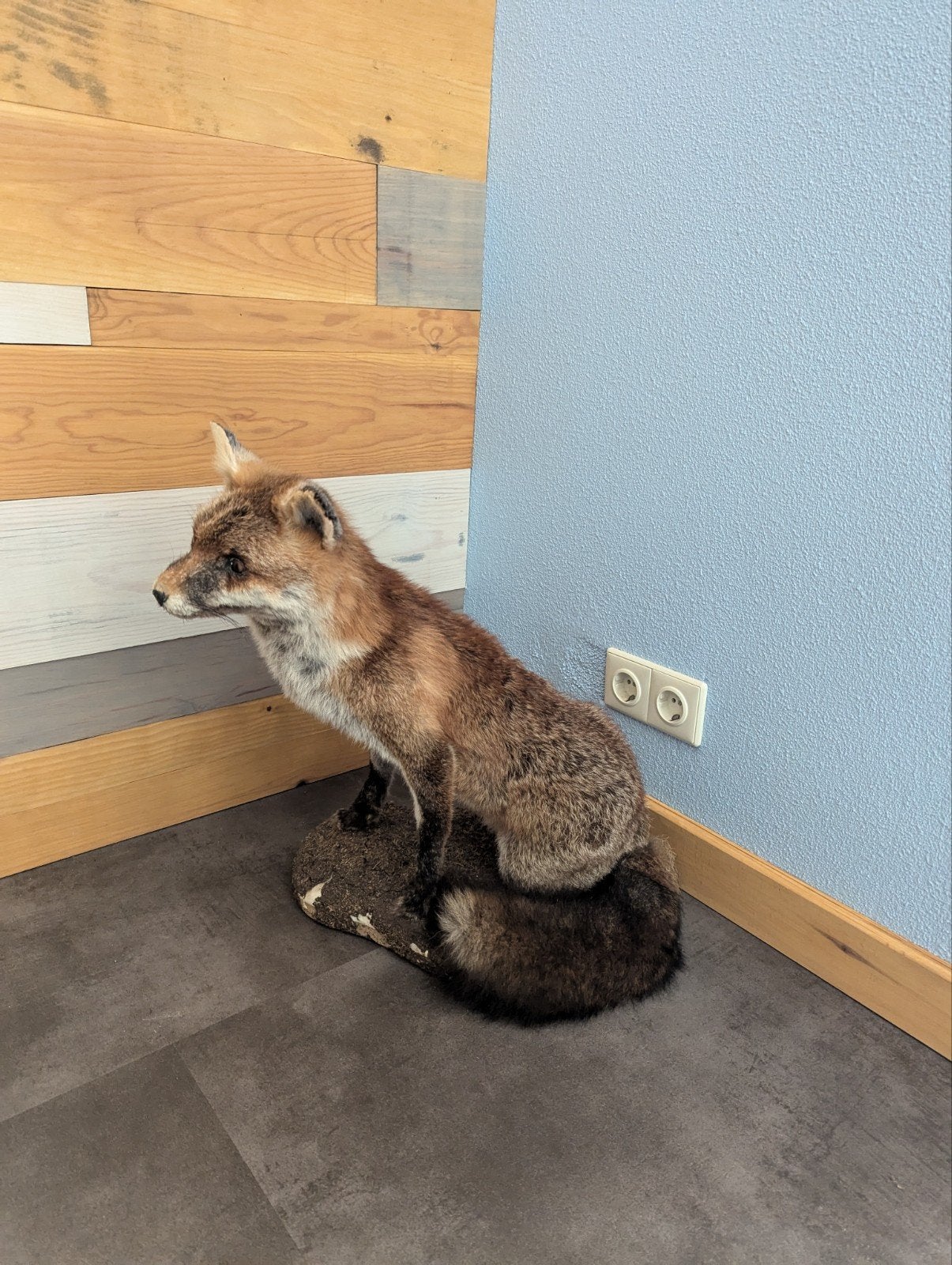 taxidermie vos, Verzamelen, Dierenverzamelingen, Ophalen, Zo goed als nieuw, Wild dier, Opgezet dier
