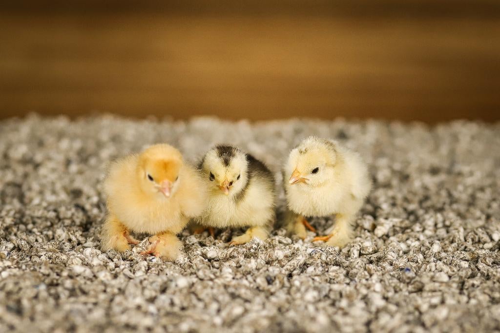 Cochin kriel kippen kuikens | Gesekst en Ingeënt