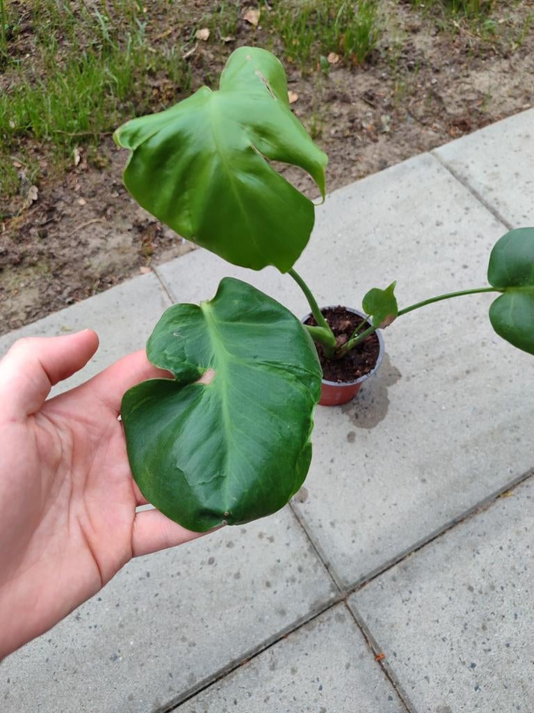 Monstera deliciosa contorta, Overige soorten, Minder dan 100 cm, Groene kamerplant, Halfschaduw