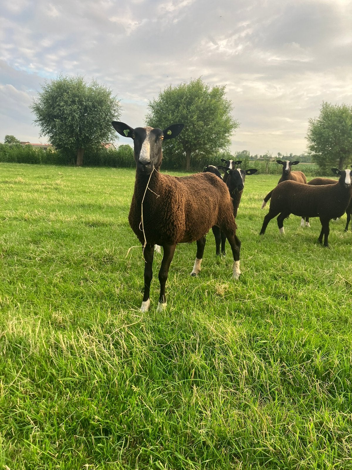 Zwartbles ooien, Vrouwelijk, Schaap