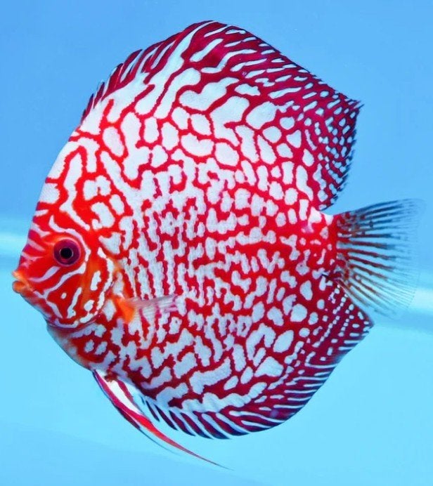 Electric Dream /Pigeon ca 10cm Discus- Koidream Valburg, Dieren en Toebehoren, Vis, Zoetwatervis