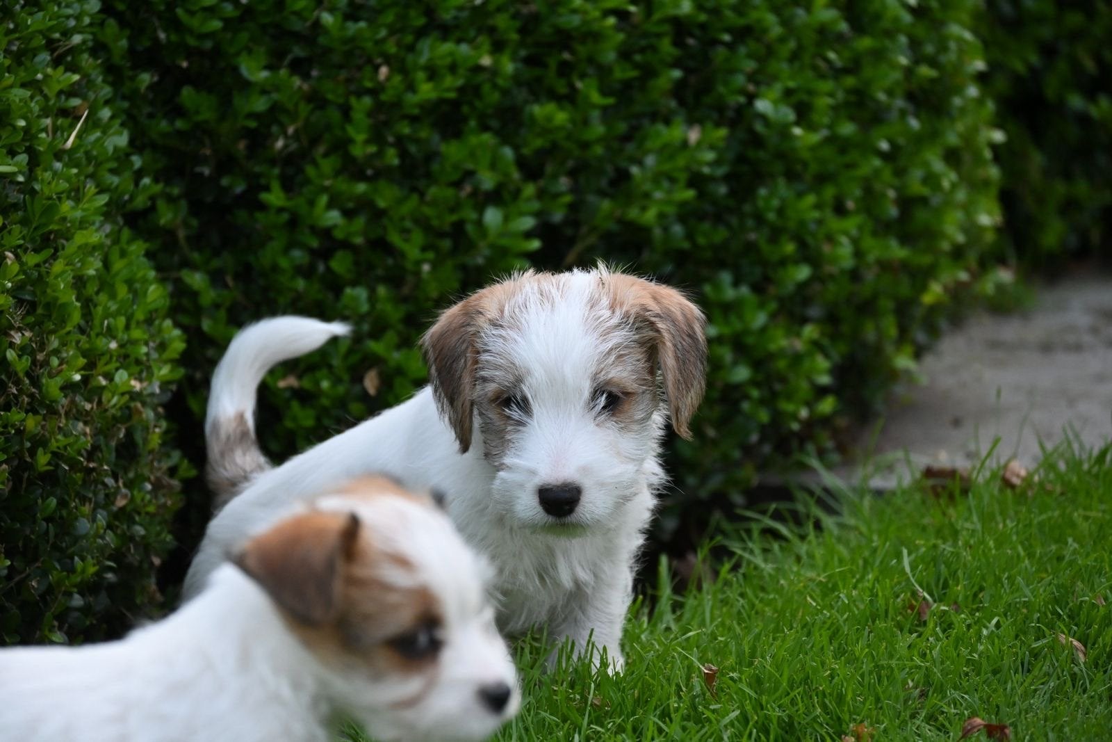 Jack russel terrier pups met stamboom, Nederland, Jack Russell Terriër, 8 tot 15 weken, Meerdere