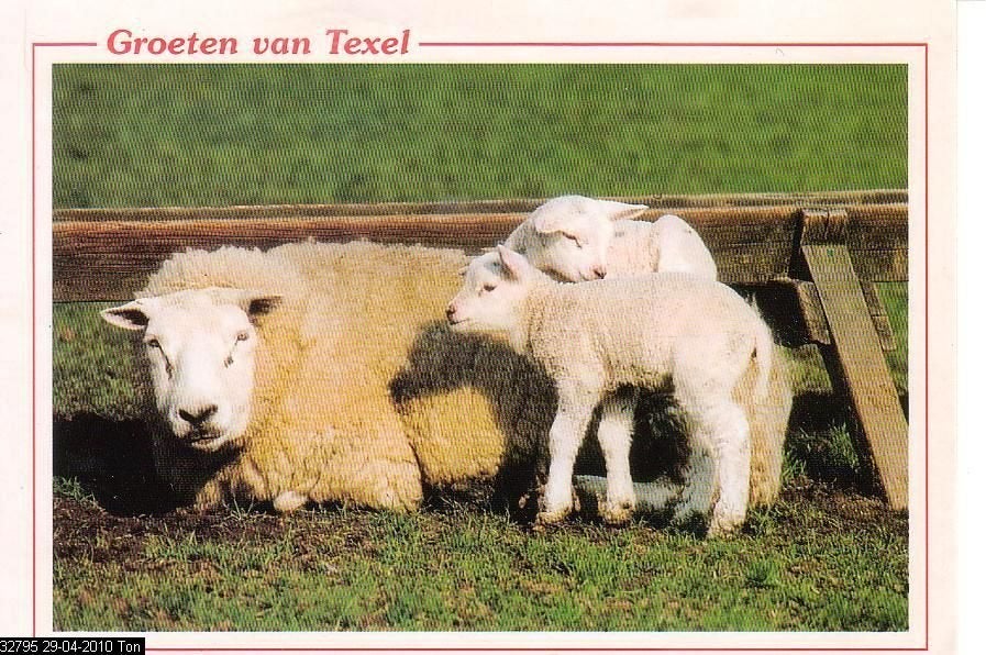 Ansichtkaart 	Texel	Schapen, Verzenden, 1980 tot heden, Gelopen, Waddeneilanden