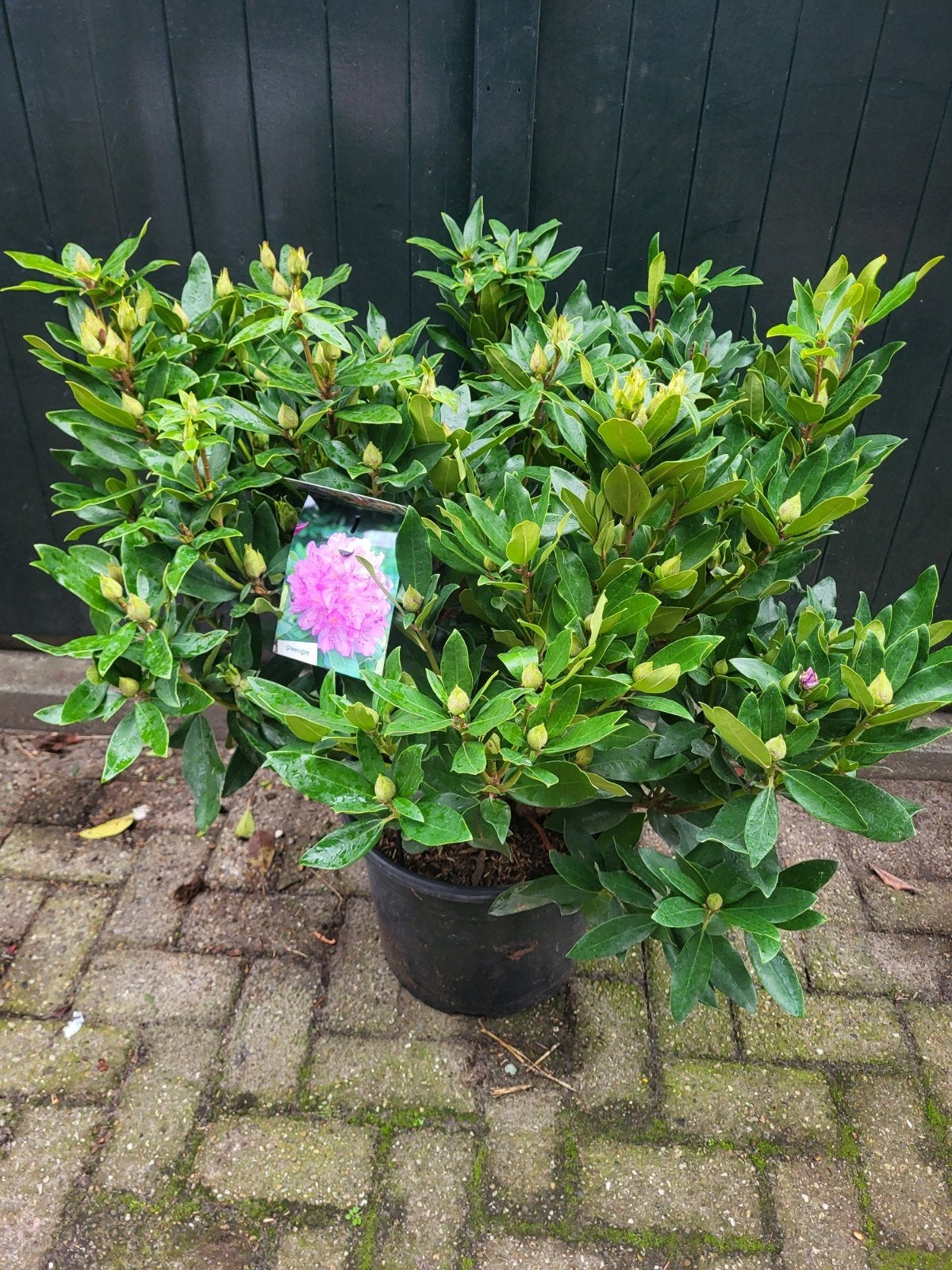 rhododendron xxl !! mooie grote volle planten, Ophalen of Verzenden, Minder dan 100 cm