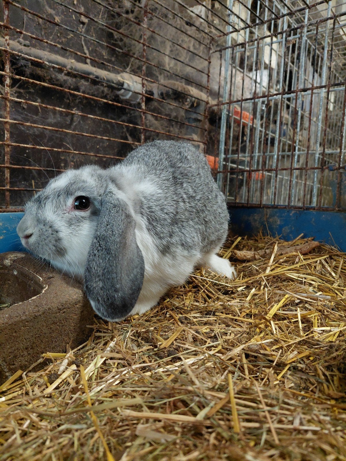 2 Mooie konijnen, Dieren en Toebehoren, Konijnen, Vrouwelijk